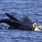 thumbs ady gil 003 LAdy Gil percuté par un baleinier japonais (15 photos + 1 Vidéo)