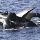 thumbs ady gil 012 LAdy Gil percuté par un baleinier japonais (15 photos + 1 Vidéo)