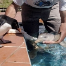 thumbs amitie avec un dauphin et un penguin 001 Une amitié avec un dauphin et un Penguin (5 photos)