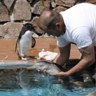 thumbs amitie avec un dauphin et un penguin 002 Une amitié avec un dauphin et un Penguin (5 photos)
