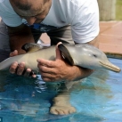 thumbs amitie avec un dauphin et un penguin 004 Une amitié avec un dauphin et un Penguin (5 photos)