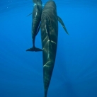 thumbs baleine sourire 008 La Baleine qui sourit (9 photos)