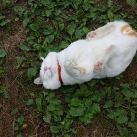 thumbs chat le plus paresseux du monde 003 La chat le plus paresseux du monde (25 photos)