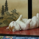 thumbs chat le plus paresseux du monde 005 La chat le plus paresseux du monde (25 photos)