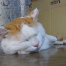 thumbs chat le plus paresseux du monde 009 La chat le plus paresseux du monde (25 photos)