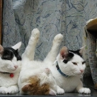 thumbs chat le plus paresseux du monde 013 La chat le plus paresseux du monde (25 photos)