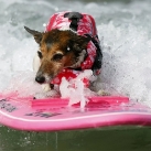 thumbs chien surfeur002 Chein Surfeur (25 photos)