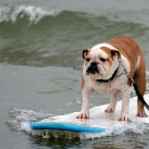 thumbs chien surfeur009 Chein Surfeur (25 photos)