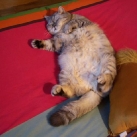 thumbs giuly le gros chat 004 Giuly le Gros Chat (19 photos)