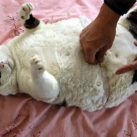 thumbs gros chats 000 Des Gros Chats ! xD (62 photos)