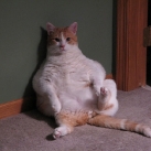 thumbs gros chats 001 Des Gros Chats ! xD (62 photos)