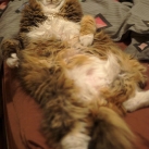 thumbs gros chats 014 Des Gros Chats ! xD (62 photos)