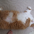 thumbs gros chats 024 Des Gros Chats ! xD (62 photos)