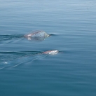 thumbs le oarfish un tres long poisson 013 Le Oarfish   Un Très long poisson ! (24 photos)