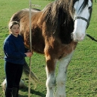 thumbs le plus grand cheval 002 Le plus grand Cheval ! (8 photos)