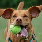 thumbs les chiens et les balles de tennis 000 Les chiens et les balles de tennis (36 photos)