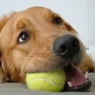 thumbs les chiens et les balles de tennis 001 Les chiens et les balles de tennis (36 photos)