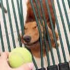 thumbs les chiens et les balles de tennis 036 Les chiens et les balles de tennis (36 photos)