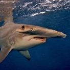 thumbs brian skerry 009 Les requins, par Brian Skerry (19 photos)