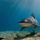thumbs brian skerry 015 Les requins, par Brian Skerry (19 photos)