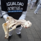 thumbs manifestation pour les droits des animaux 004 manifestation des défenseurs des droits des animaux à Madrid (10 photos)