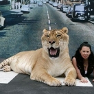 thumbs un ligre 002 Un ligre , croisement entre un tigre et un lion. (7 photos)
